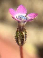 Gilia minor