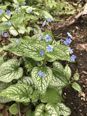 Brunnera