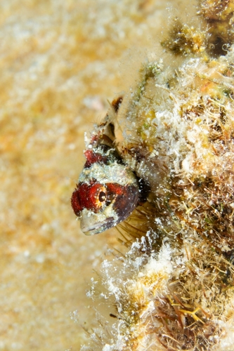 Deepreef scorpionfish (Scorpaenodes tredecimspinosus) — Scorpaenidae — 4