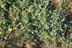 Astragalus rupifragus