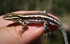 Liolaemus chacoensis