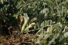 Astragalus rupifragus