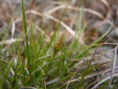 Carex tonsa rugosperma
