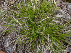 Carex tonsa rugosperma