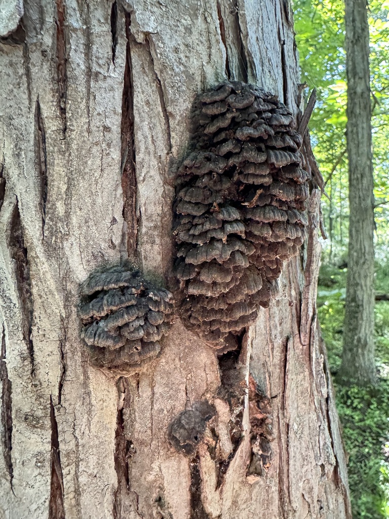 Sweet knot · July 2026 · photo: Photo: (c) gwt2102, some rights reserved (CC BY) · iNaturalist