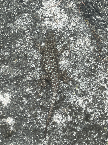 iNaturalist observation photo of Western Fence Lizard