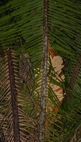 Attalea cohune, photograph 2