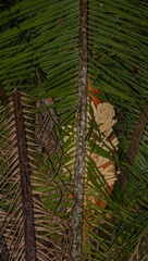 (c) Lon Brehmer, some rights reserved (CC BY) Attalea cohune, photograph (c) Lon Brehmer, some rights reserved (CC BY)
