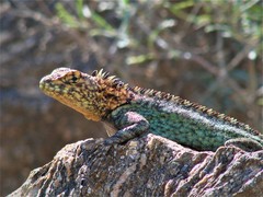 Tropidurus spinulosus