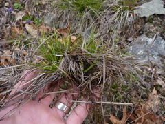 Carex tonsa rugosperma