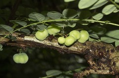 Phyllanthus polyanthus