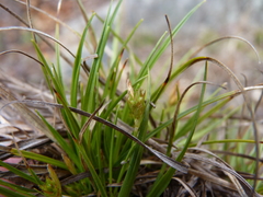 Carex tonsa rugosperma