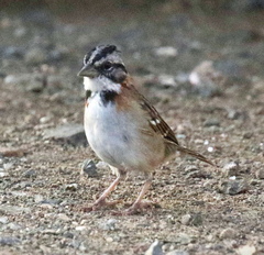 Zonotrichia capensis insularis