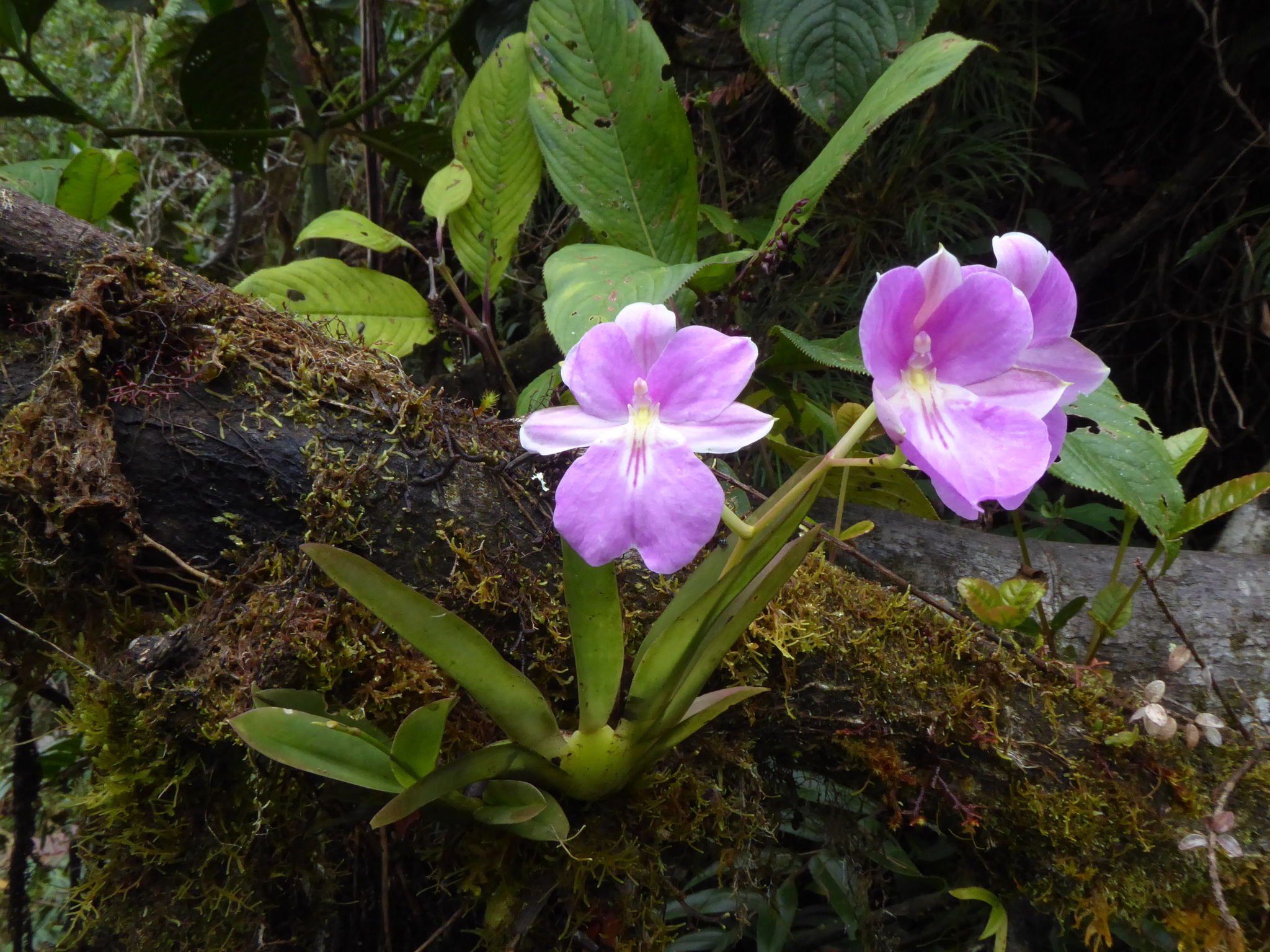 Miltoniopsis bismarkii