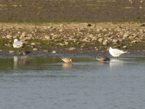 iNaturalist image