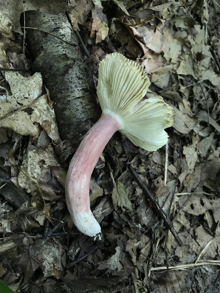 purple-bloom russula · July 2026 · photo: Photo: (c) Matthew Rozanoff, some rights reserved (CC BY) · iNaturalist