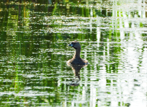 Pied-billed Grebe