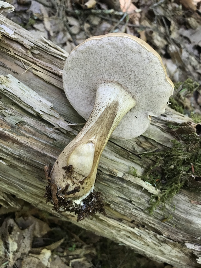 Bitter Bolete · July 2026 · photo: Photo: (c) Matthew Rozanoff, some rights reserved (CC BY) · iNaturalist