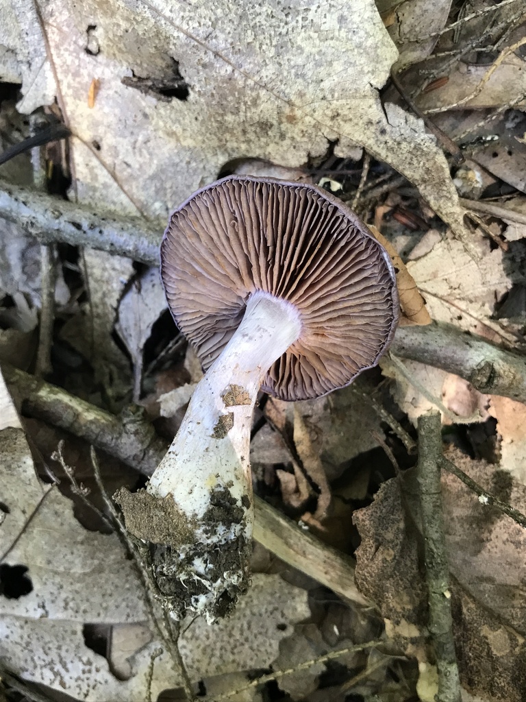 Viscid Violet Cort · July 2026 · photo: Photo: (c) Matthew Rozanoff, some rights reserved (CC BY) · iNaturalist