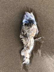Gadiformes