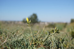 Linum tauricum
