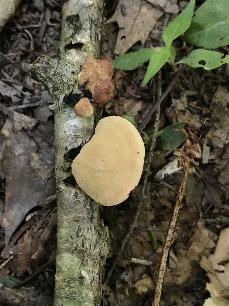 tender nesting polypore · July 2026 · photo: Photo: (c) Matthew Rozanoff, some rights reserved (CC BY) · iNaturalist