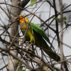 Eupsittula pertinax pertinax
