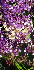 Limonium sinuatum