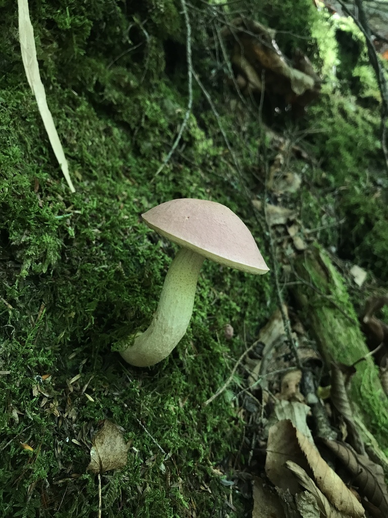 Chrome-footed Bolete · July 2026 · photo: Photo: (c) Matthew Rozanoff, some rights reserved (CC BY) · iNaturalist
