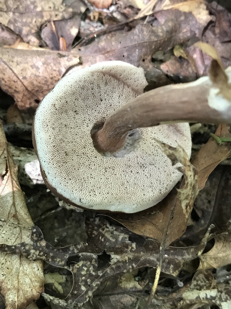 Graceful Bolete