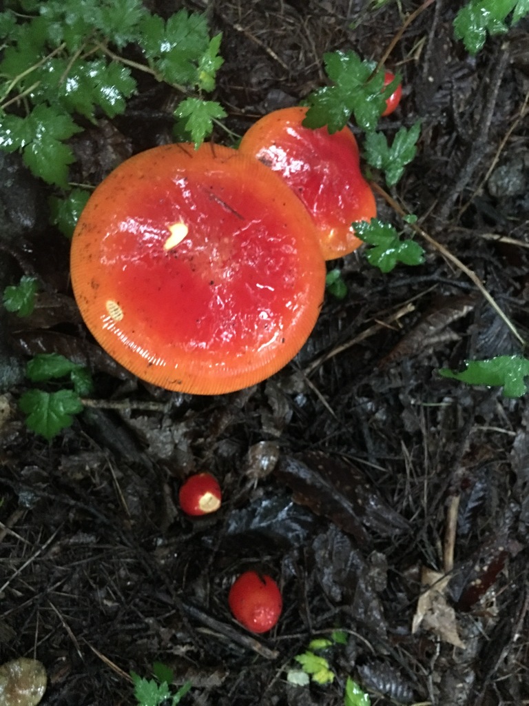 Amanita caesareoides · August 2016 · photo: © pavlaki1968 (iNaturalist, cc-by)