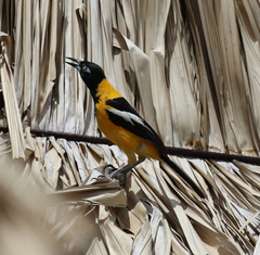 Icterus icterus
