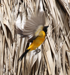 Icterus icterus
