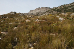 (c) Tony Rebelo, some rights reserved (CC BY-SA) Leucadendron spissifolium, photograph (c) Tony Rebelo, some rights reserved (CC BY-SA)