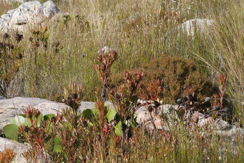 Leucadendron spissifolium, photograph 6