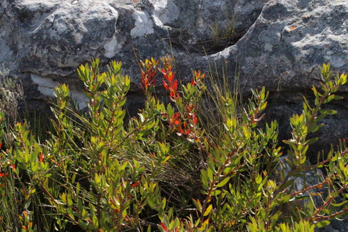 Leucospermum tottum, photograph 1