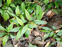 Lysimachia ardisioides