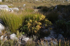 (c) Tony Rebelo, some rights reserved (CC BY-SA) Leucadendron spissifolium, photograph (c) Tony Rebelo, some rights reserved (CC BY-SA)