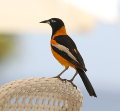 Icterus icterus
