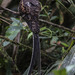 Swallow-tailed Nightjar - Photo (c) Andrés León-Reyes, some rights reserved (CC BY-NC), uploaded by Andrés León-Reyes