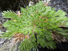 Selaginella pilifera, photograph (c) Cody Hinchliff, some rights reserved (CC BY)