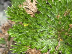 Selaginella pilifera, photograph (c) Cody Hinchliff, some rights reserved (CC BY)