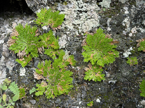 Selaginella pilifera, photograph 4