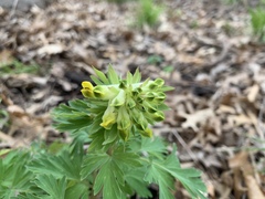 Corydalis nobilis