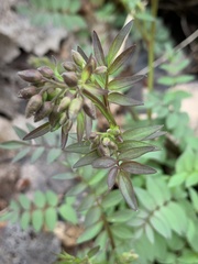 Corydalis nobilis
