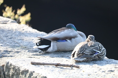 Anas platyrhynchos