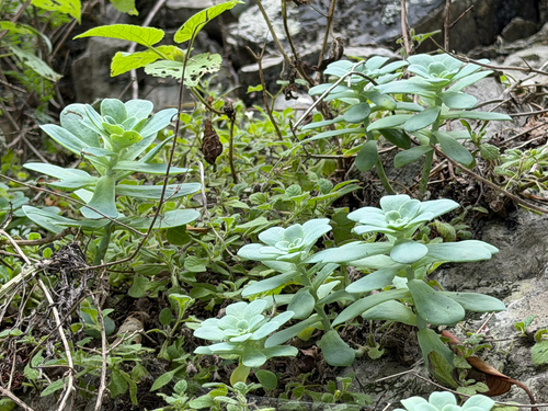 Sedum palmeri