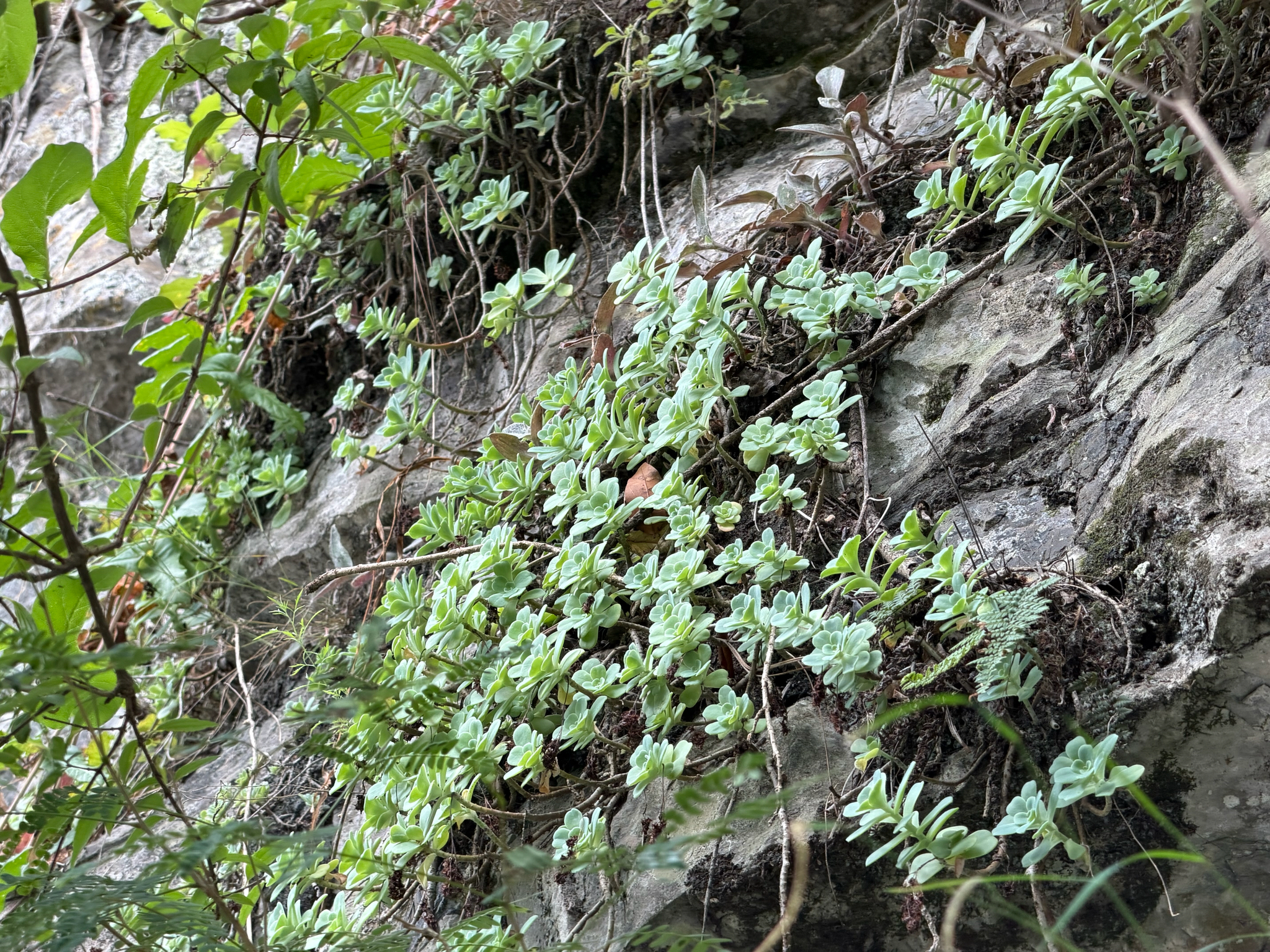 Imagem de Sedum Palmeri