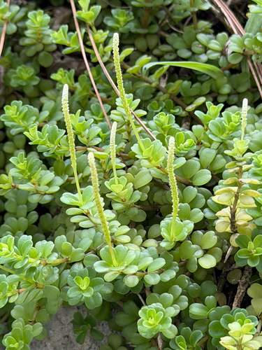 Peperomia berlandieri