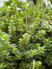 Peperomia berlandieri, photograph (c) Cody Hinchliff, some rights reserved (CC BY)